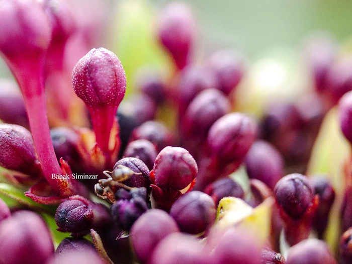 abstract images of nature