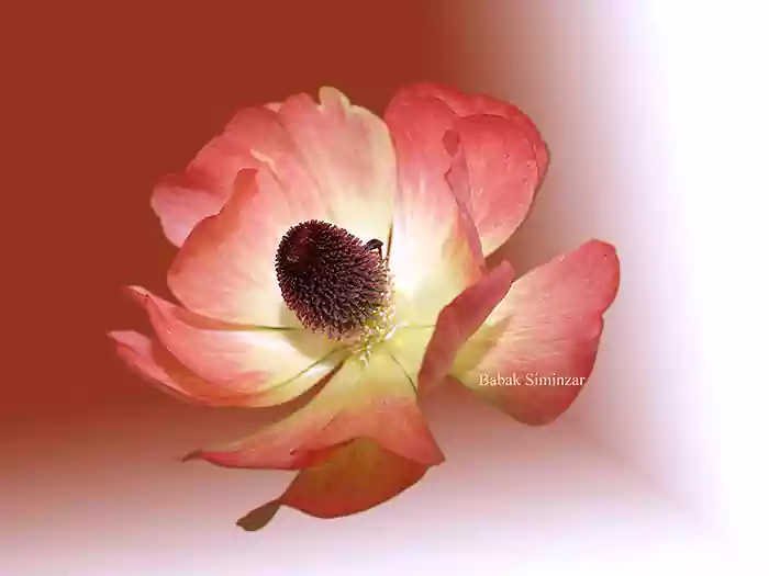 fine art floral photo