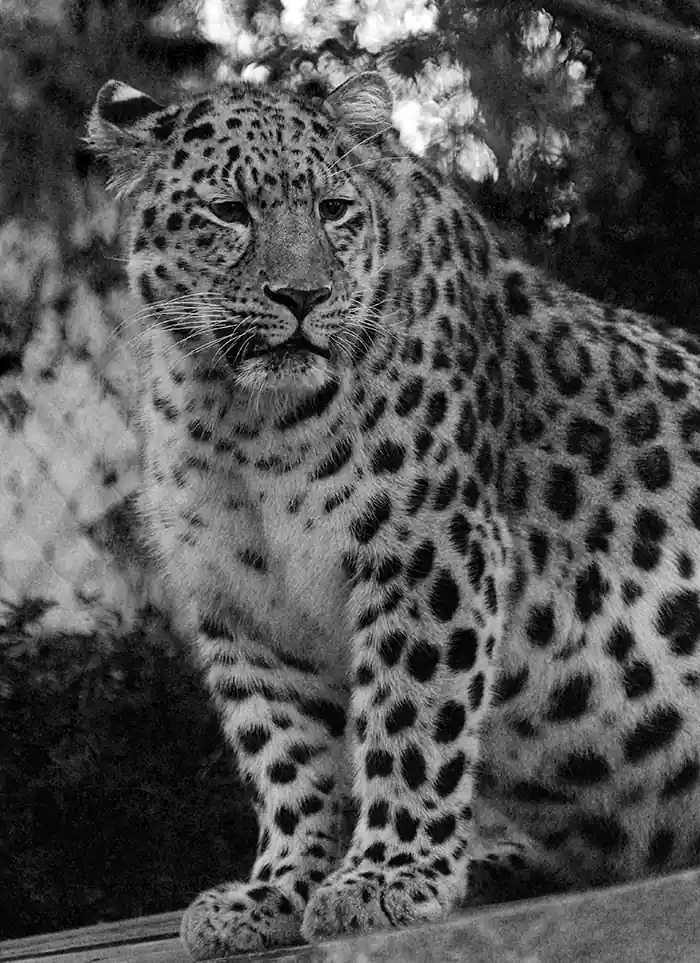 A leopard